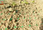 Extruded Plastic Turf Netting / Agricultural Mesh For Grass Seedlings Germinate