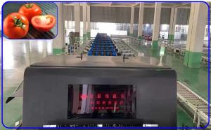 Mechanical Vegetable Sorting Machine 50Hz Tomato Sorter Machine Customized