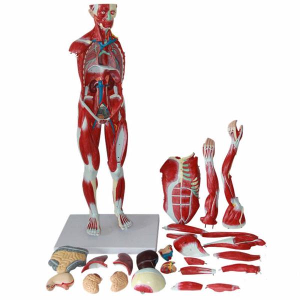 Quality ODM Muscle Anatomical Skeleton Model Environmentally Friendly for sale