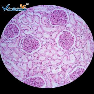Buy cheap Medicine Educational Pathology Microscope Slides / Human Pathology Glass Slides product