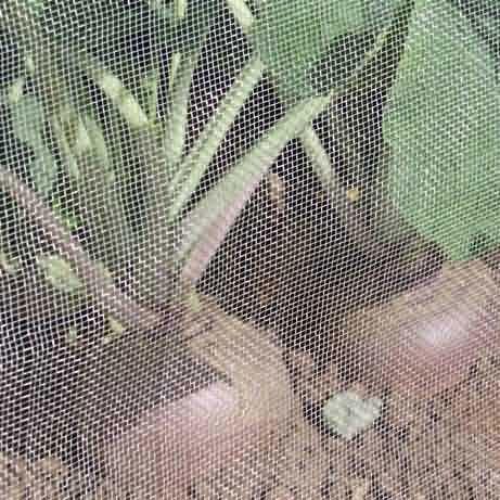 Quality Anti - Aphids Insect Mesh Netting 50*25 Mesh 100% HDPE Materials for sale