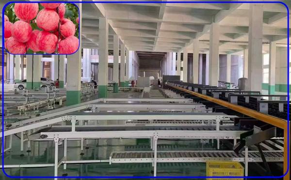 Quality Robot Computer Control Apple Sorting Equipment 2 Channel Intelligent Apple Sorter for sale