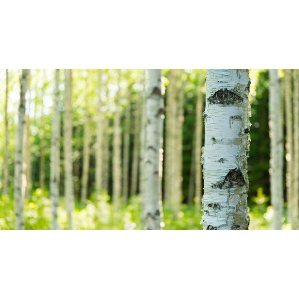 recyclable wood flatware