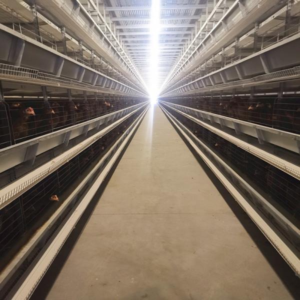 Quality Locally Made Battery Chicken Cage Equipment 3-9tiers 650x625x500mm Size SONCAP for sale