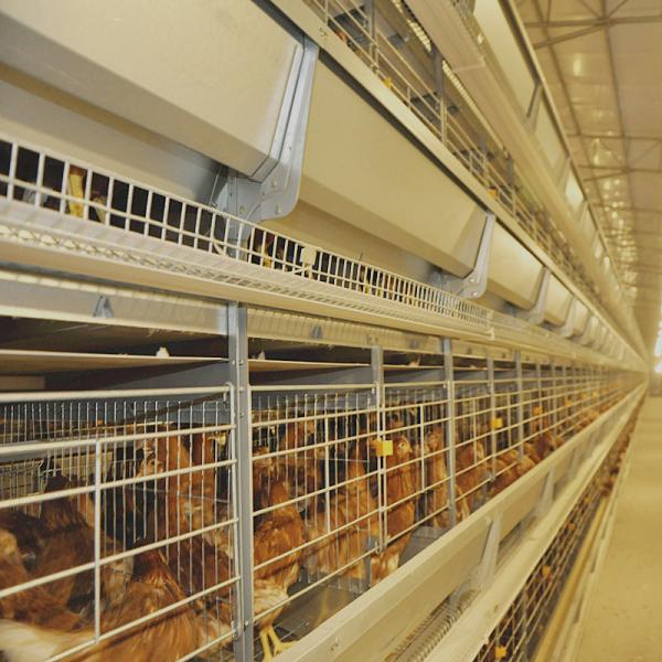 Quality HDG H Type Battery Chicken Cage For Laying Hens 3-10Tiers for sale