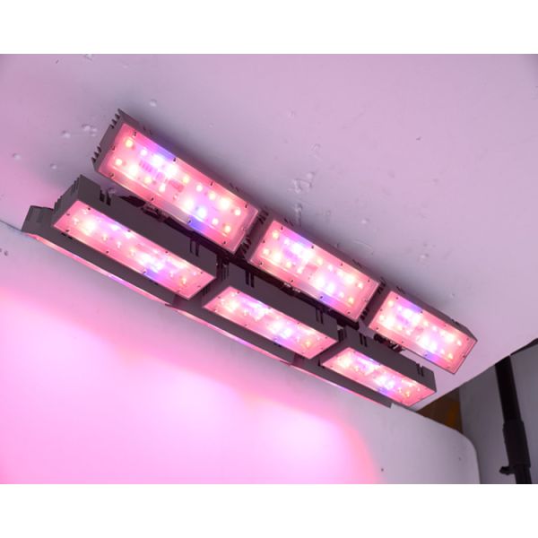 horticulture, agriculture, greenhouse, university research center led grow light plant growth lights, flowering cultiv