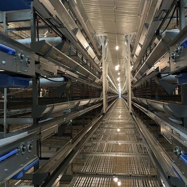 Quality 8 Degree Bottom Layer Chicken Cage Automated Battery Cage System Hi Hope for sale