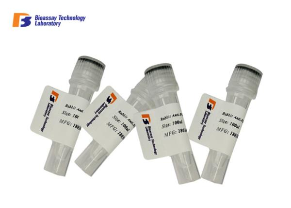 Quality Atriopeptidase Mouse Monoclonal Antibody 20ul / 50u l/ 100ul Size Available for sale
