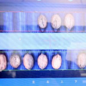 Buy cheap 8 Channels CE Certified Pecan Nuts Sorting Machine Yield 1-2 Tons 7kW product