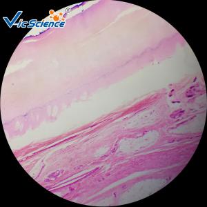 Buy cheap Microscope Teaching Glass Appendix Histology Slide 100pcs For College product