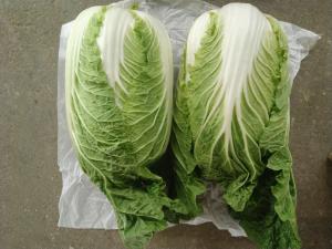 Improve Digestion Mini Drumhead Cabbage , Late Flat Dutch Cabbage 1-3KG/PER