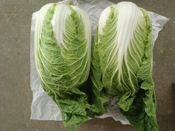 Quality Improve Digestion Mini Drumhead Cabbage , Late Flat Dutch Cabbage 1-3KG/PER for sale